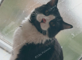 Black and white cat