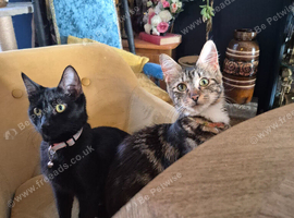 3 adorable black kittens