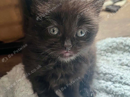 One black girl kitten left from a litter of 5