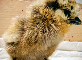 Day old chickens - Silkie & Polish