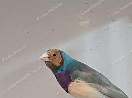 Cock gouldian finch