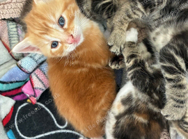 5 kittens looking for their forever loving homes