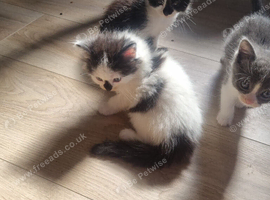 All still available 14/09/2026 Price reduction###Bengal x Norwegian Forrest kittens