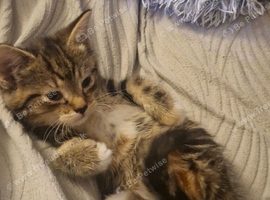 Beautiful female Tabby