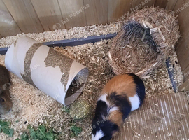 2 Guinea Pigs For Sale & Optional Hutch As Well