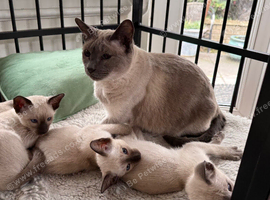 Siamese kittens