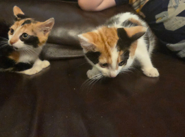 Stunning colour kittens