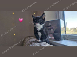6 adorable tuxedo kittens