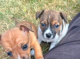 4 Jack Russell x Chihuahua puppies