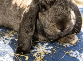 French Lop Buck