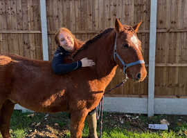 Boris 9 year old project pony