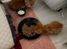 Beautiful male kitten