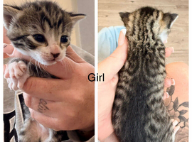 4 kittens for sale