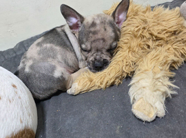 French bull dog cross chihuahua