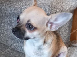 KC Fawn Boy