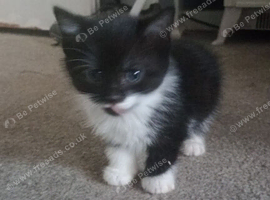 Kittens for sale