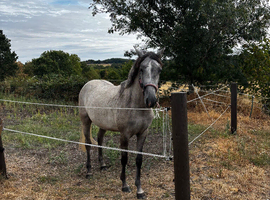 2 year old filly Connemara cross show hunter pony