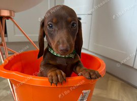 Miniature dachshund 4 available