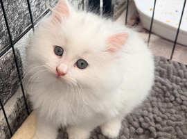 4 beautiful Persian kittens, ready now