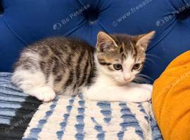 Three Beautiful Kittens Looking for Their Forever Homes
