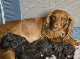 Cockapoo Puppies