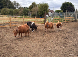 Mini Shetlands