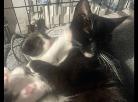 4 beautiful kittens looking for their forever homes