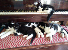 British Blue x kittens, flead/wormed/litter trained/socialised/   From &pound;80