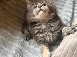Maine coon