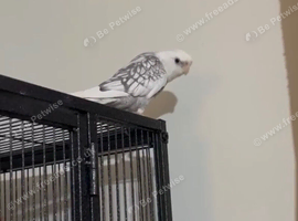 White cockatiel with black wings tamed