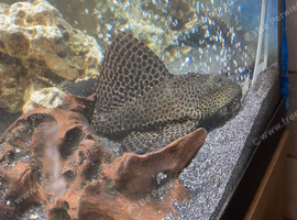Pleco