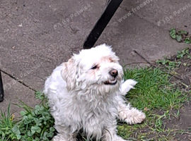 Lovely Adorable Maltipoo Puppy For Sale