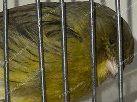 2024 Champion Gloster cock