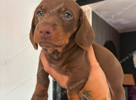 CHOCOLATE & TAN DACHSHUND PUPPIES