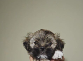 Lgasa apso