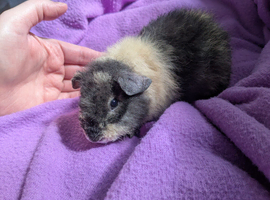 Teddy guinea pig boars available soon