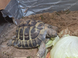 Hermann's tortoise Toby for sale