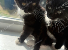 2 black and white tuxedo kittens left