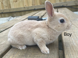 Pure bred mini Rex