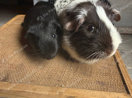 Paired Boars