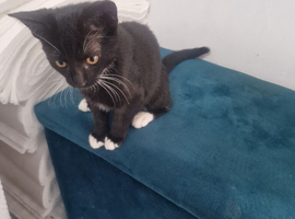 Kitten looking for a safe new home