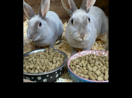 Opal, velvet double coated mini rex