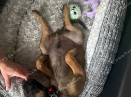 Belgian shepherd puppy looking for a home