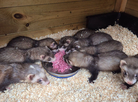 Ferret kits
