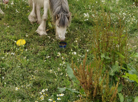 Stunning little red blagdon yearly colt