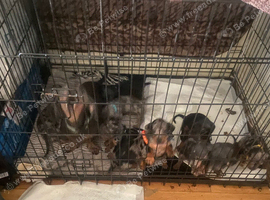 16 lovely puppies