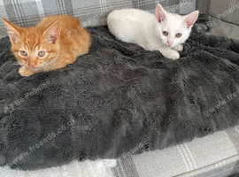 2 Stunning Kittens For Sale