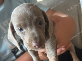 Mini Dashund puppy