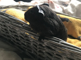 2 baby male guinea pigs