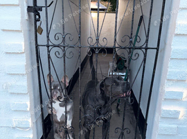 **Beautiful Blue & Tan KC Registered Female French Bulldog &ndash; 14 Months Old**